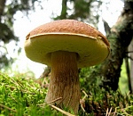 73-летняя астраханка пошла по грибы и пропала