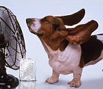 Астрахань попала в тройку самых жарких городов этого лета