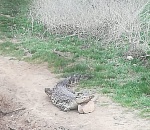 Единственный выживший крокодил, найденный в астраханской степи, скончался