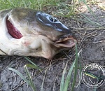 В Астраханской области поймали странную рыбу с отклонениями. ВИДЕО