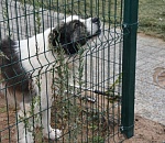 Астраханскому приюту для бездомных собак подарили автомобиль