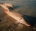 Астраханская полиция обнаружила на берегу реки «забытые» 77 килограмм осетра