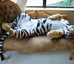 Забудьте о совах и дикобразах: Правительство РФ утвердило перечень запрещенных к содержанию животных