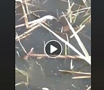 Астраханские власти опровергают очередной фейк