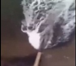 Экоцид на Волге, который запечатлел астраханец, не подтвердился