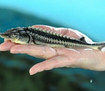 Астраханца приговорили к исправительным работам из-за ловли рыбы