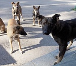 Администрация Астрахани: специалисты "Чистого города" отлавливают собак гуманным способом 