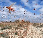 Саранча добралась до Енотаевского района