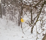 Апрельские заморозки нанесли ущерб фермерам из трех астраханских районов