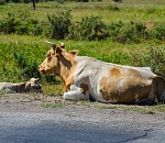 Игорь Мартынов: новый закон должен исключить неконтролируемый выгул сельхозживотных