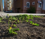 Записки астраханского натуралиста. Смотрите под ноги – якорцы стелющиеся