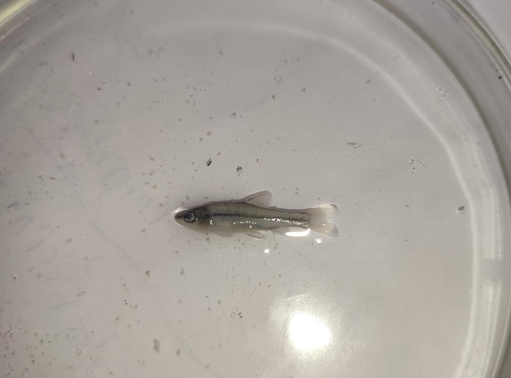 В Астраханской области обнаружили опасный вид рыбы