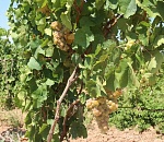 В Астраханской области возрождают виноградарство 