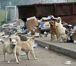 Икрянинскому району не нужны 4 млн рублей на отлов бродячих собак