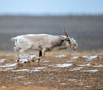 Популяция сайгаков в Астраханской области выросла в 5 раз