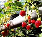 Фермеры заверяют: через месяц в сетевых магазинах попробуете астраханскую клубнику 