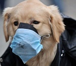 В астраханском приюте для бездомных животных выявлена чума