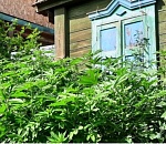 В Астрахани полиция раскрыла мини-плантацию конопли