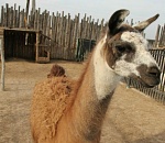 Баба Фрося: год под астраханским брендом 