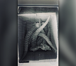 Астраханца приговорили к уголовному наказанию за рога редчайшего животного