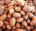 В Астраханской области эксперимент с белорусским картофелем пройдет в Приволжском районе