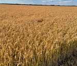 За астраханскими рисовыми полями следят дроны