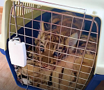 Стала известна судьба львят и тигрят, спасённых в Астрахани