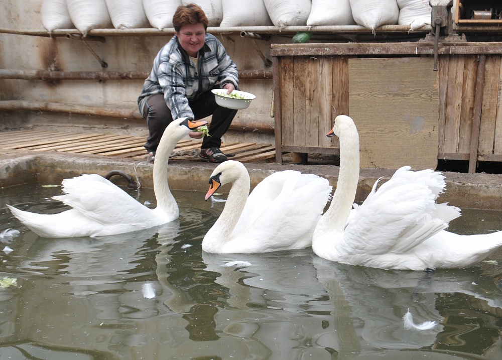 В Астрахани жители Лебединого озера переехали в теплый зимний домик 