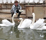 В Астрахани жители Лебединого озера переехали в теплый зимний домик 