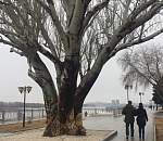 Астраханский тополь на Набережной Волги остался без свитера