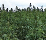 В Астраханской области ищут инвестора для выращивания конопли