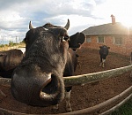 В Астраханской области открылась штрафстоянка для скота
