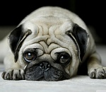 Астраханка решила купить мопса через интернет, но осталась без денег и без собаки