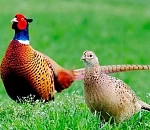 Охотники из Красноярского района поплатились за смертельную гендерную ошибку