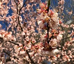 Фото дня: в Астрахань пришла весна