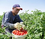 В Астраханской области трудовым мигрантам упростили работу по патенту