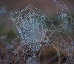 Записки астраханского натуралиста. Осень, природа увядает – и улетает