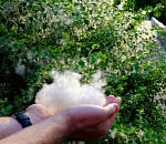 В Астрахани выпал "снег"