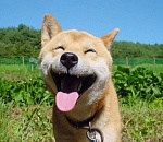 Питомнику для бездомных животных в Астраханской области быть