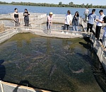 Астраханские школьники узнали, как выращивают стерлядь и получают икру