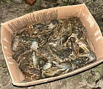 Астраханские полицейские спасли от смерти полтонны раков