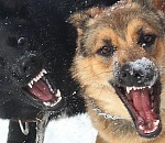 Бродячие псы держали в страхе жителей четырех улиц Астрахани