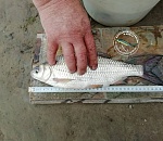 Под Астраханью поймали гигантскую воблу