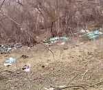 Местные или приезжие? Астраханцы гадают, кто "нагадил" на берегу в Камызякском районе: видео