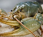 Клешни правосудия больно ущипнули астраханца за добычу раков 