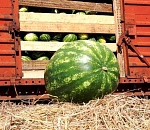 Более 70% вывозимых за пределы Астраханской области овощей отгружают в столицах