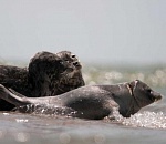 В Астраханской области может появиться еще один заповедник