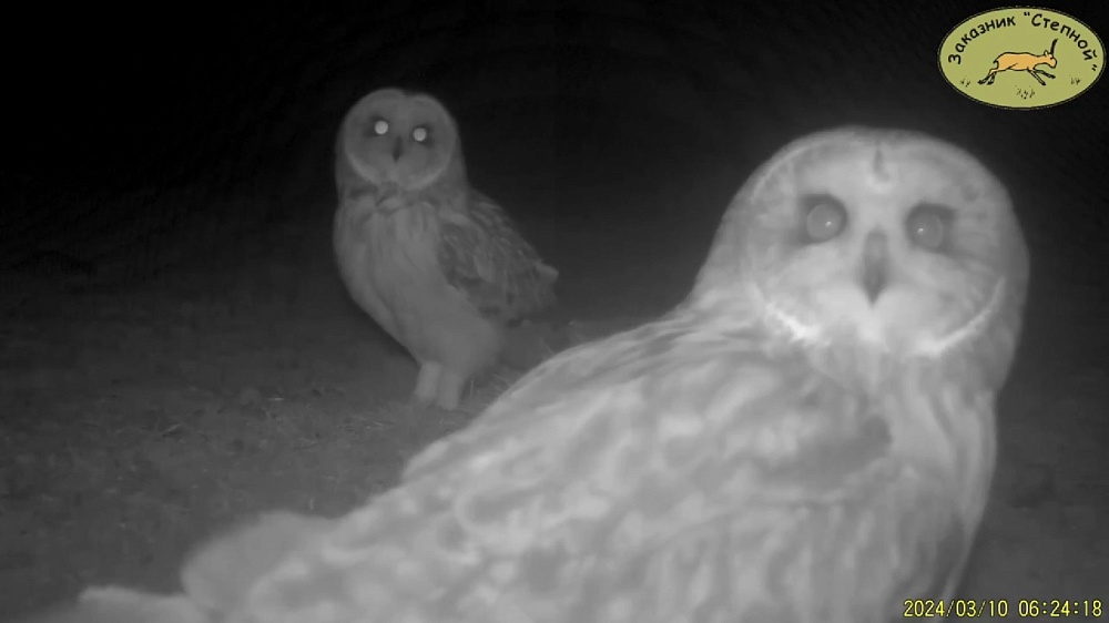 Сотрудники астраханского заказника поделились кадрами ночной охоты сов