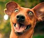 В Астрахани появилась горячая линия помощи животным