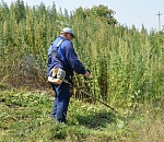 Астрахань очищают от опасных растений